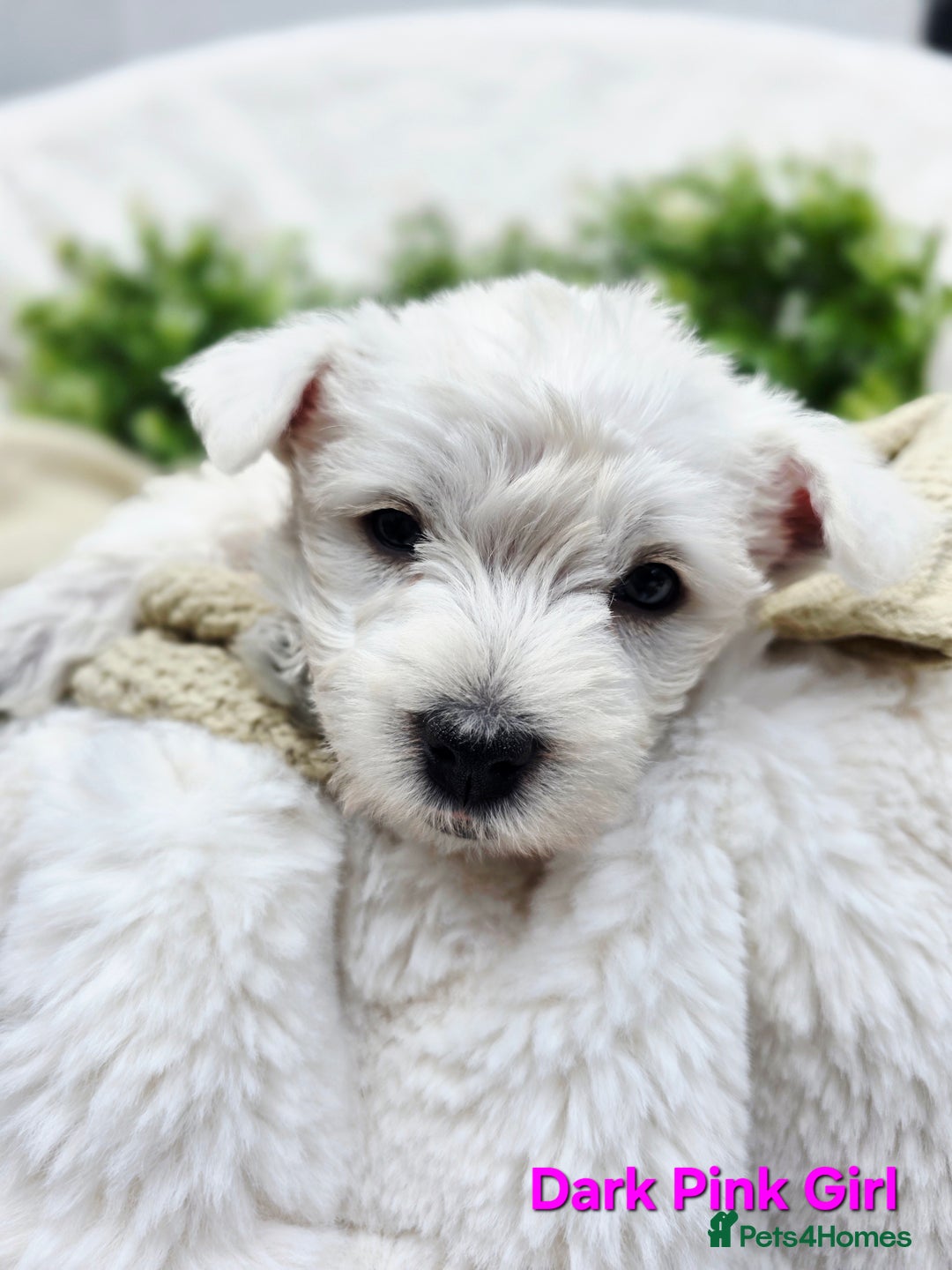 West Highland Terrier dogs for sale: Beautiful Westhighland Terrier Puppies  - Image 10