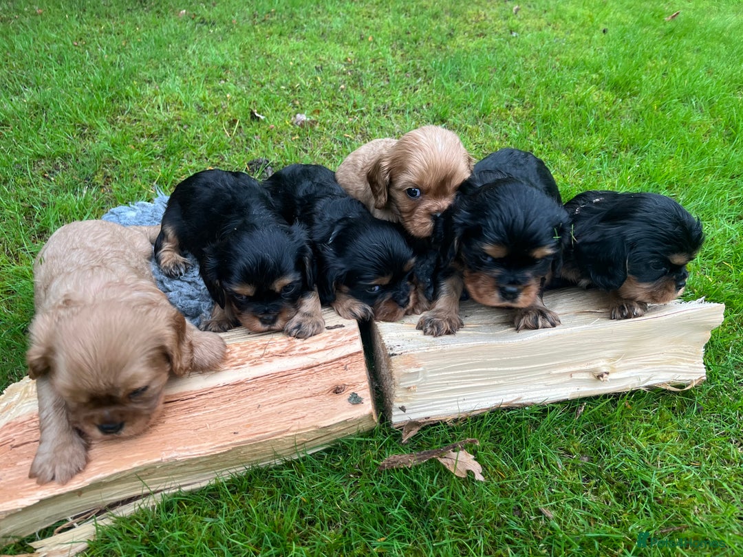 Cavalier King Charles Spaniel dogs for sale: KC reg Cavalier Puppies - Image 9