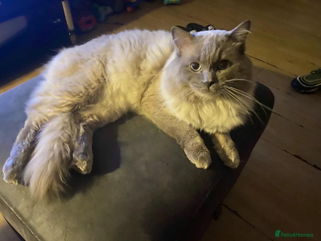 Ragdoll cats for sale: Oscar The Ragdoll Loving Boy in Enfield - Advert 4