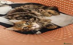 Siberian cats for sale: Beautiful Rare Pure Siberian Kittens For Sale. - Image 5