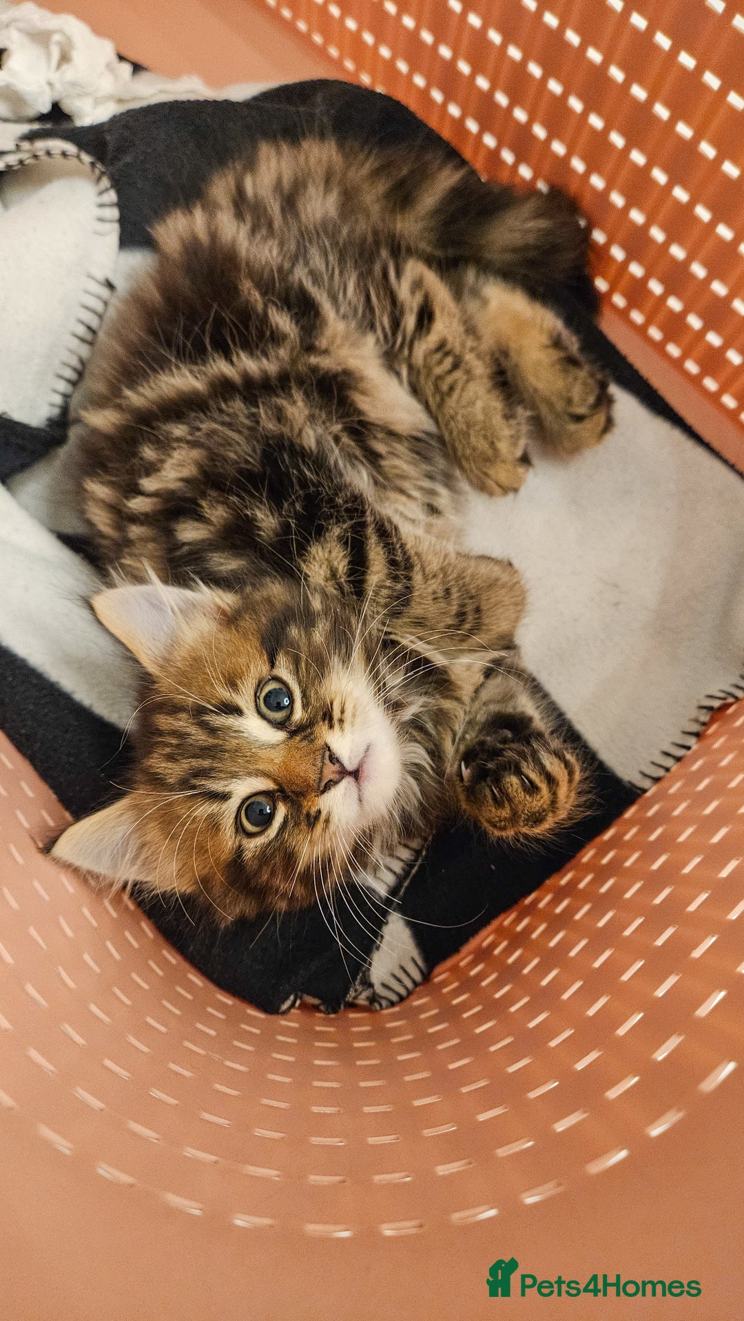 Siberian cats for sale: Beautiful Rare Pure Siberian Kittens For Sale. - Image 5