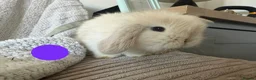 Mini Lion Lop rabbits for sale: Lionlop Bunnies  - Advert 9