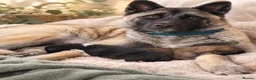 Akita dogs for sale: Akita cross female pups  - Advert 1