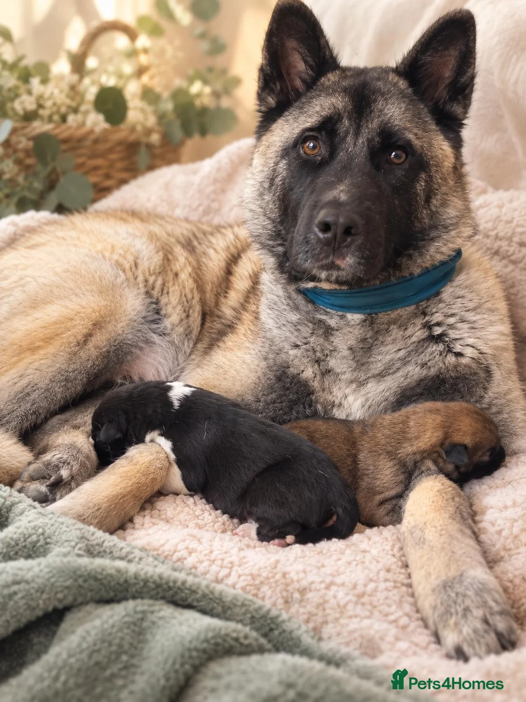 Akita dogs for sale: Akita cross female pups  - Advert 1