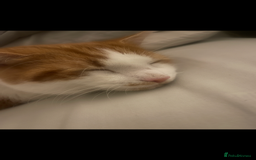 American Shorthair cats for sale: Nala 10 month old kitten  - Advert 6