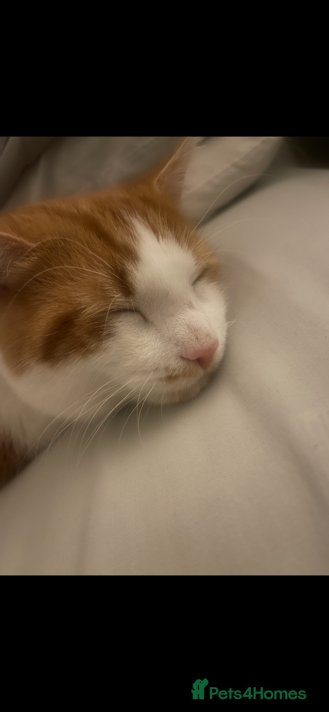 American Shorthair cats for sale: Nala 10 month old kitten  - Advert 6