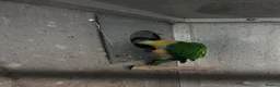 Parakeets birds for sale: Bonded pair of black headed caique  - Advert 7