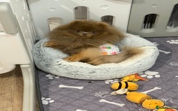 Pomeranian dogs for stud: 🐾✨ ** Lilac Tan Proven Stud Available! ✨🐾 - Image 10