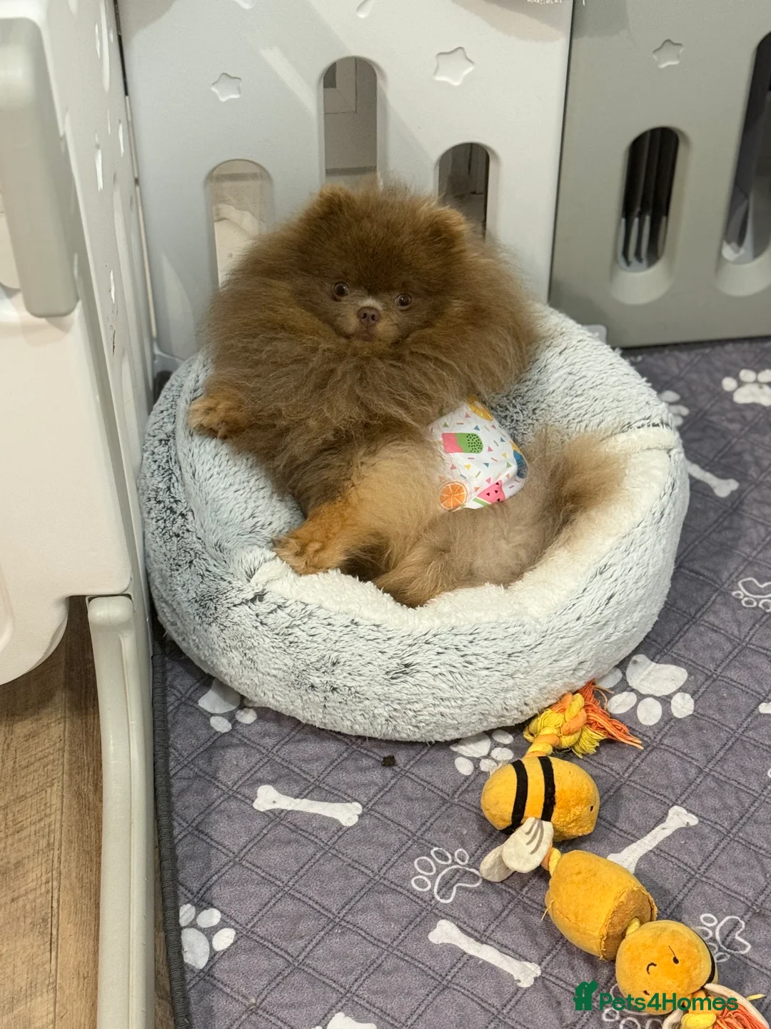 Pomeranian dogs for stud: 🐾✨ ** Lilac Tan Proven Stud Available! ✨🐾 - Advert 12