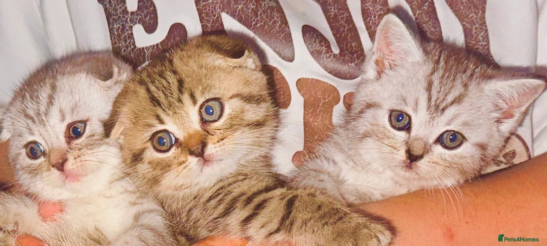 Scottish Fold cats for sale: !🆘🆘Scottish shorthair (silver chinchilla)❤️❤️❤️ - Image 8