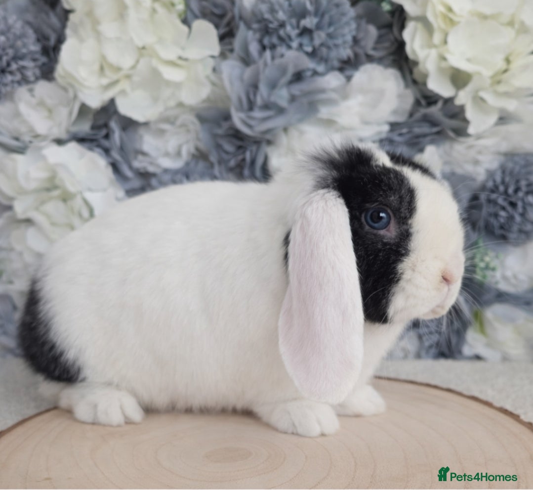 Mini Lop rabbits Mini Lop Black Split Playful Buck - Advert 1