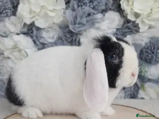 Mini Lop rabbits Mini Lop Black Split Playful Buck - Advert 4