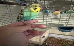 Budgerigars birds for sale: Two budgies  - Image 2