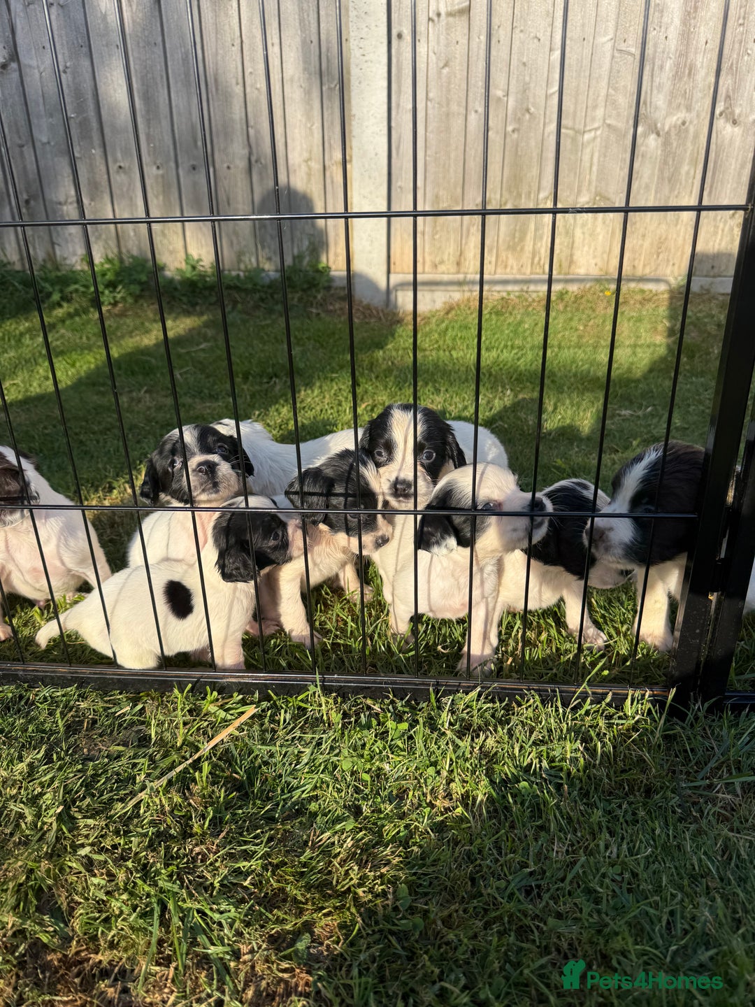 English Springer Spaniel dogs for sale: 🏆 KC REG BOY READY TO LEAVE 🏡🏆 - Image 4