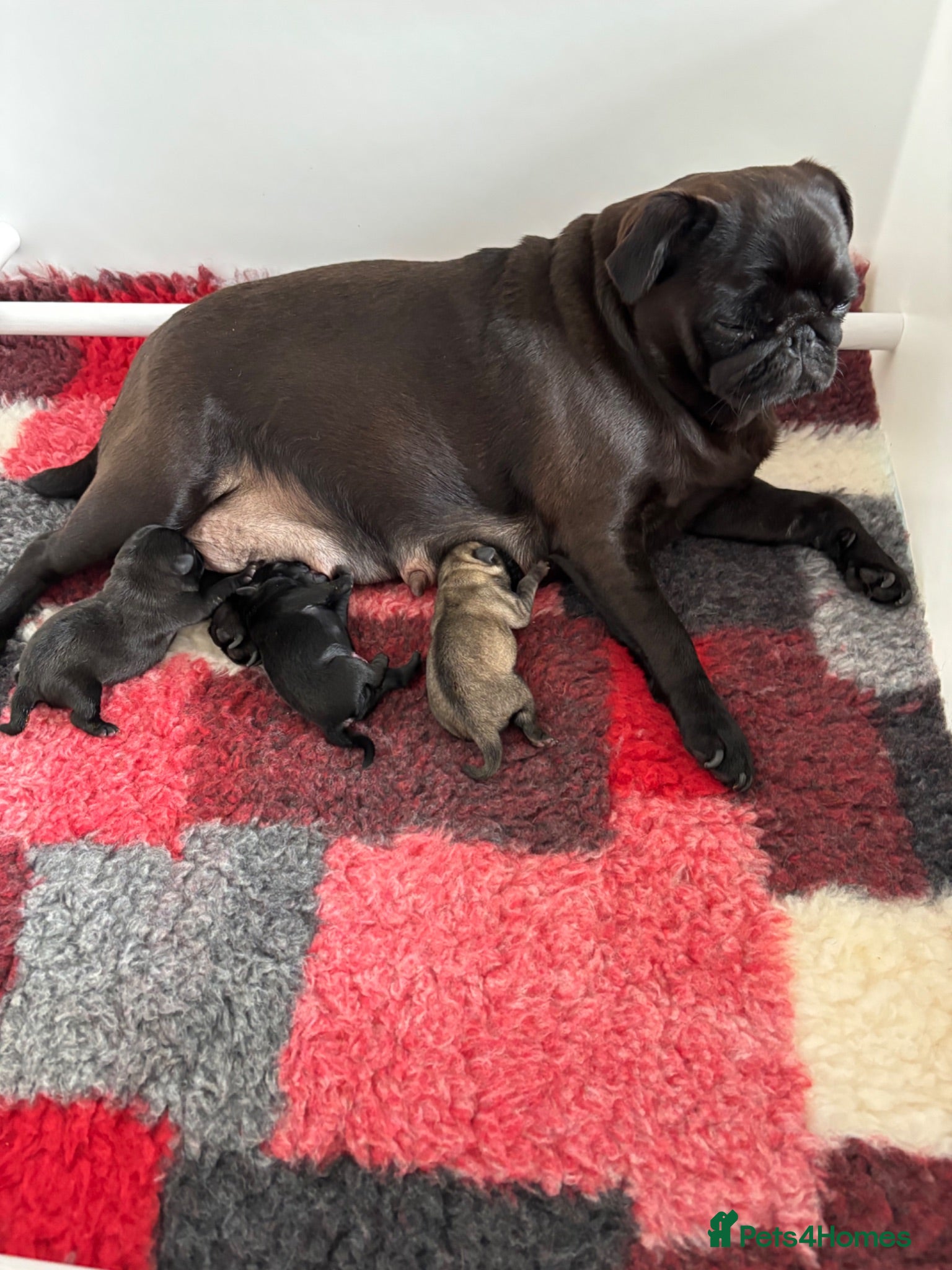 Pug dogs Kc registered Pug puppies - Advert 1