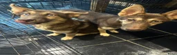 Shepsky dogs for sale: Shepsky stunners  - Advert 2