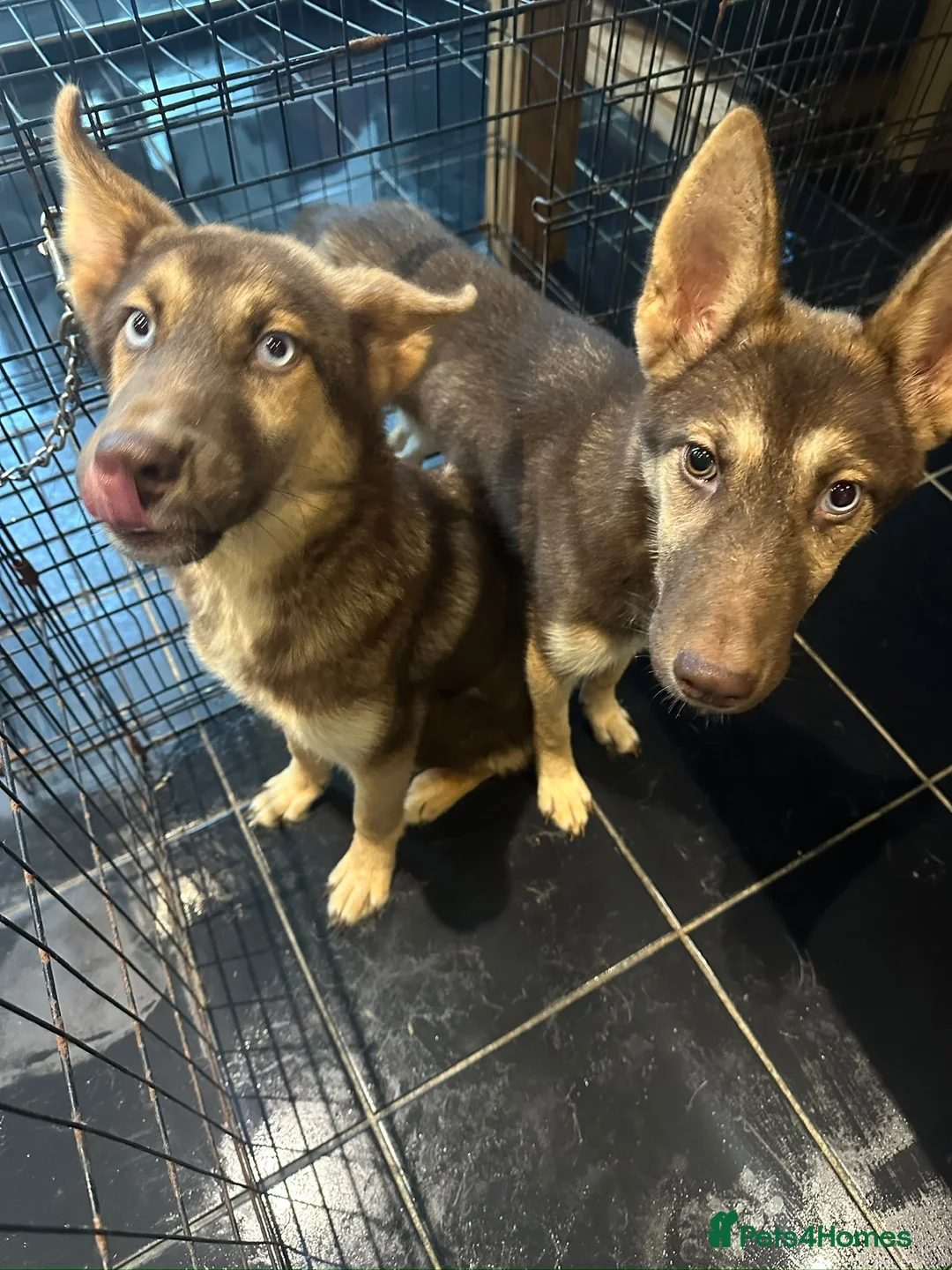 Shepsky dogs for sale: Shepsky stunners  - Advert 2