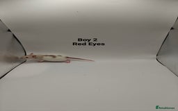 Rat rodents for sale: NOV: 18 Rats For Sale - Advert 2