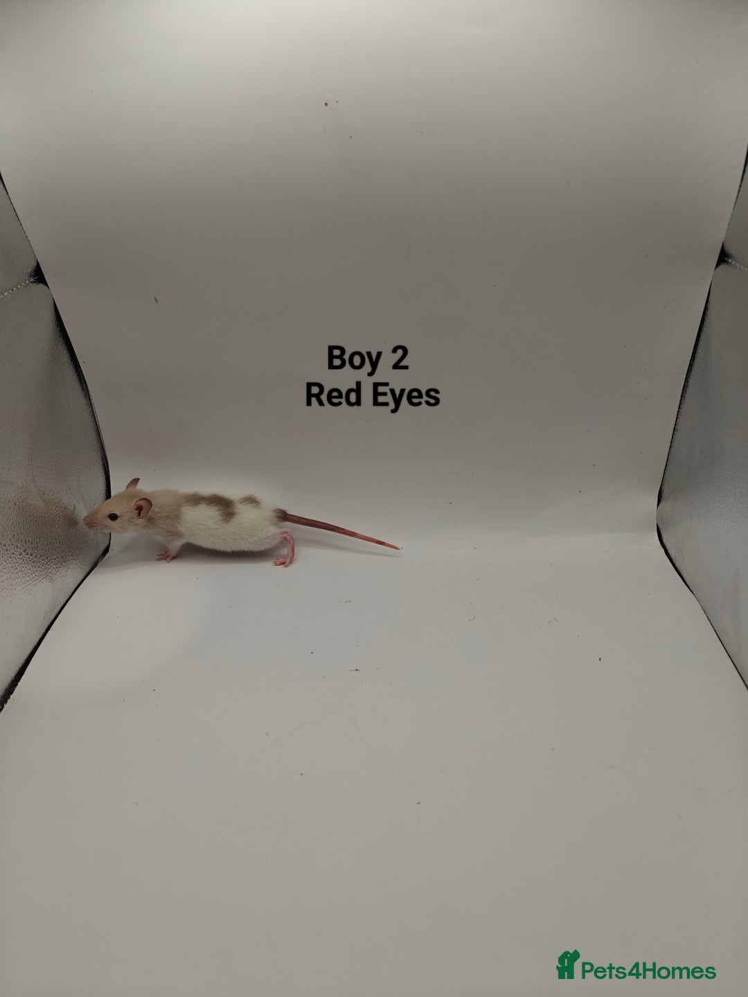 Rat rodents for sale: NOV: 18 Rats For Sale - Advert 2