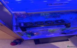 Axolotl reptiles for sale: Dark Axanthic Axolotl + Full Set Up - Image 4