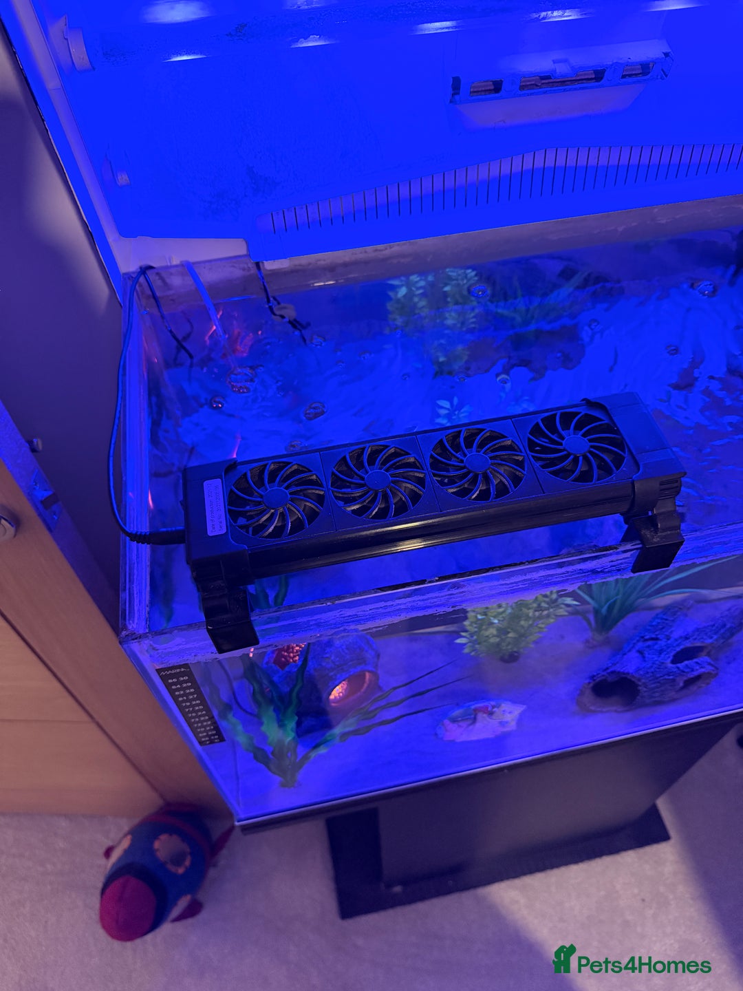 Axolotl reptiles for sale: Dark Axanthic Axolotl + Full Set Up - Image 4