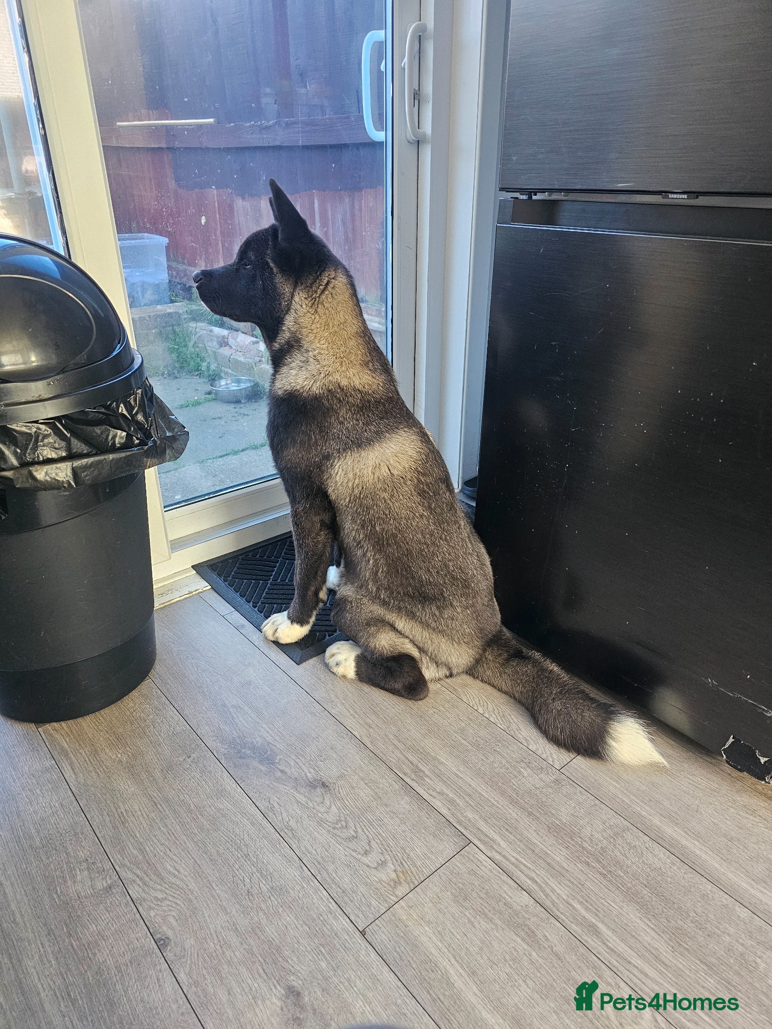 Akita dogs Kc registered big boy! - Advert 1