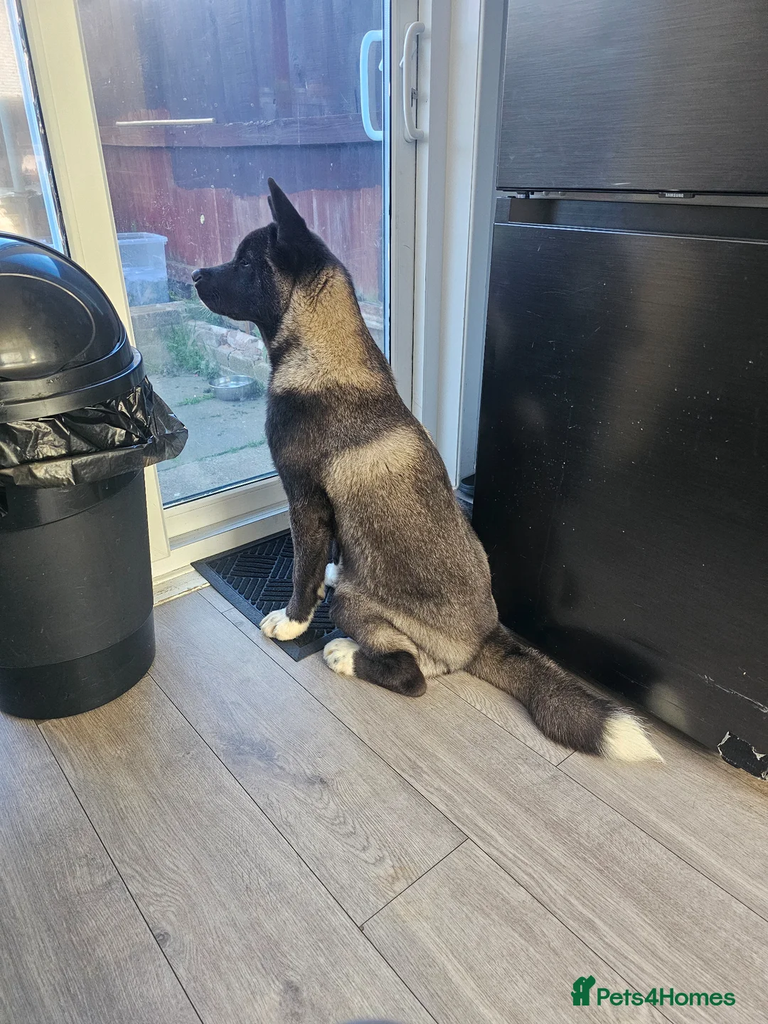 Akita dogs for sale: Kc registered big boy! - Advert 1