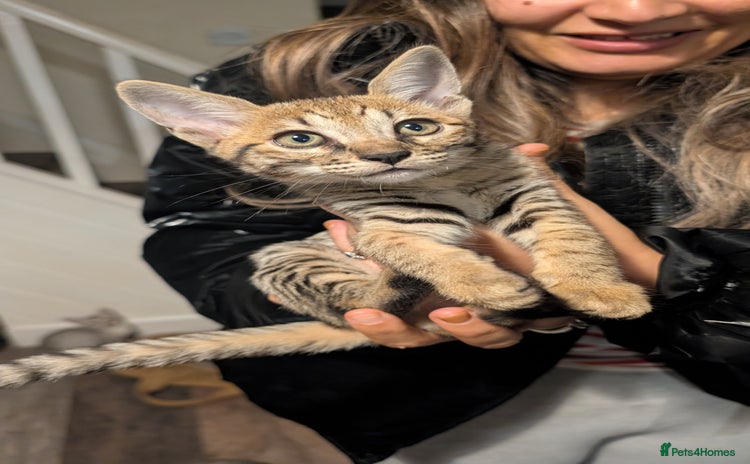 Savannah cats - Advert 2