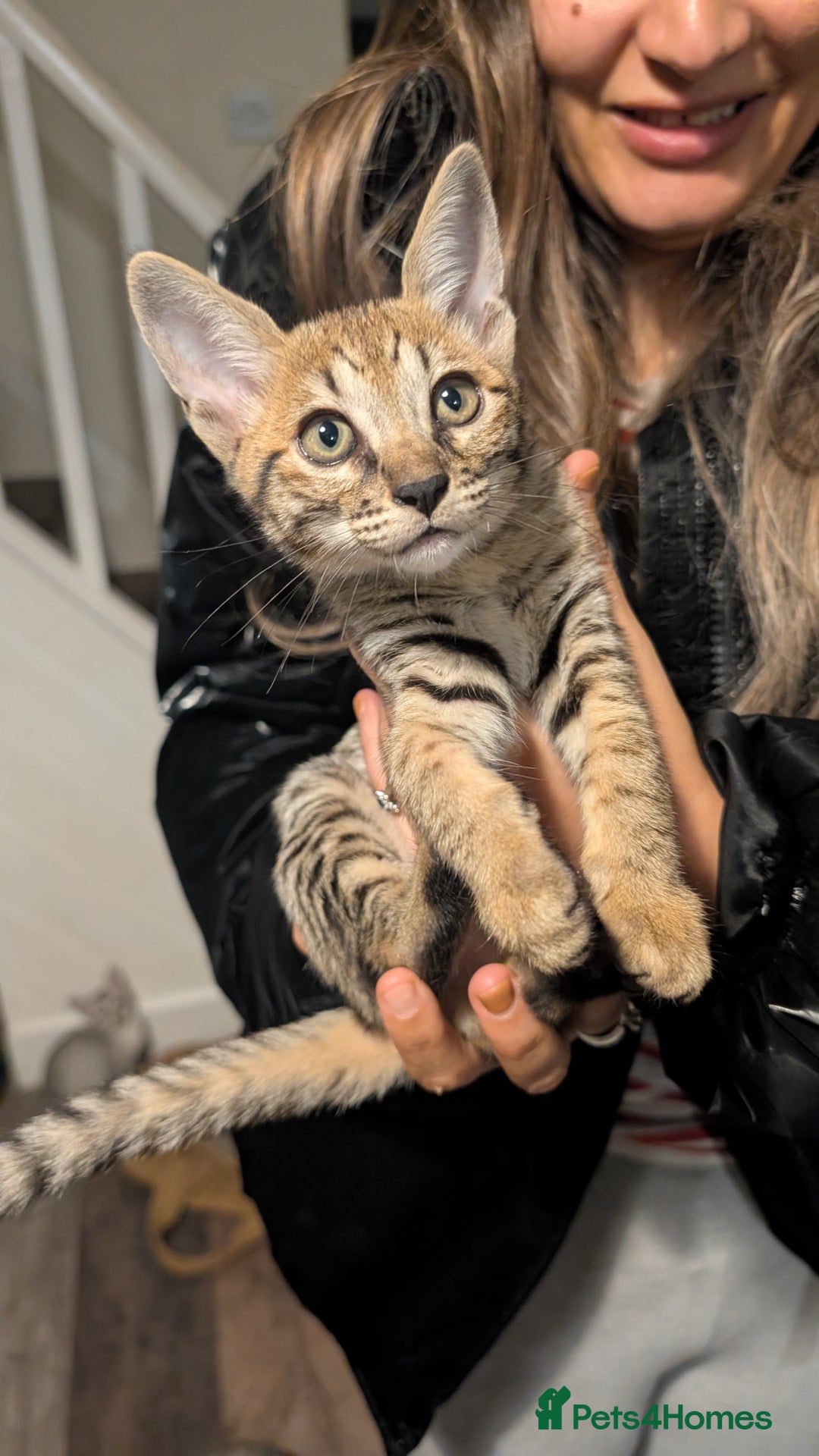 Savannah cats for sale: Savannah F6 kittens *Last one Left* - Image 3