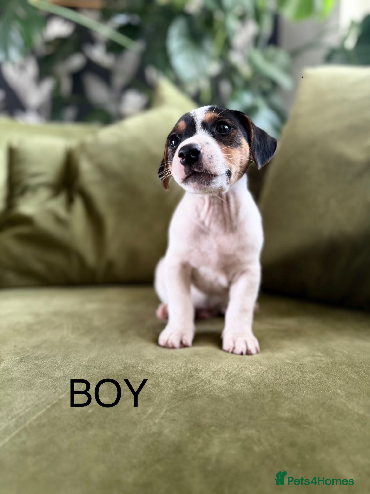 Jack Russell dogs Jack Russell Puppies - Advert 1