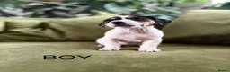 Jack Russell dogs for sale: Jack Russell Puppies - Advert 1