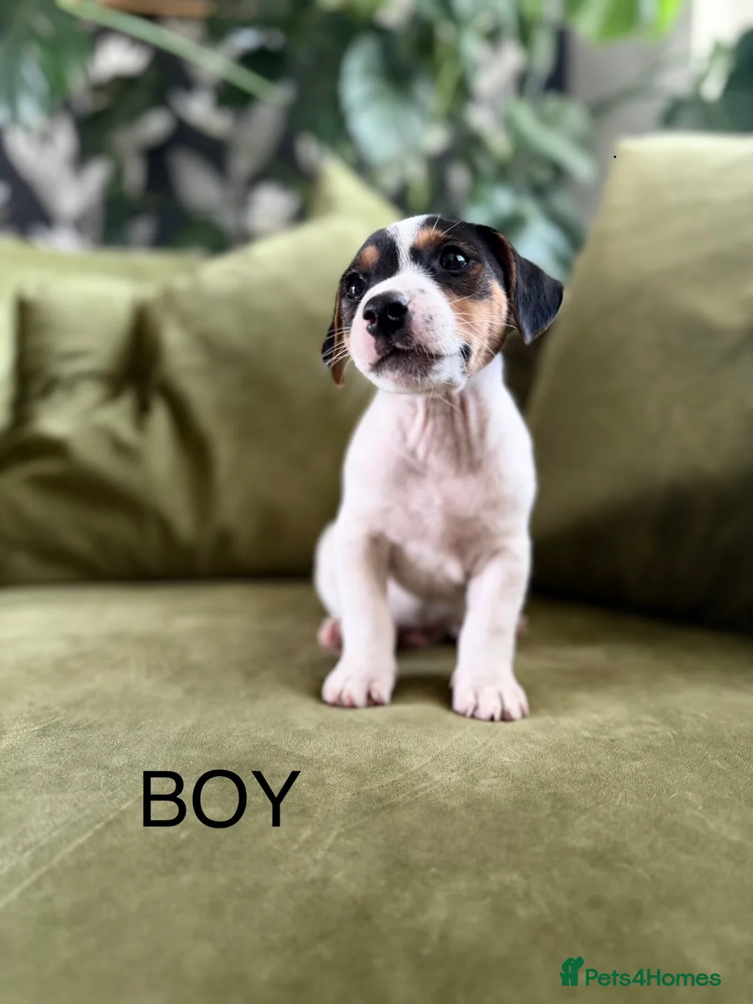 Jack Russell dogs for sale: Jack Russell Puppies - Advert 1