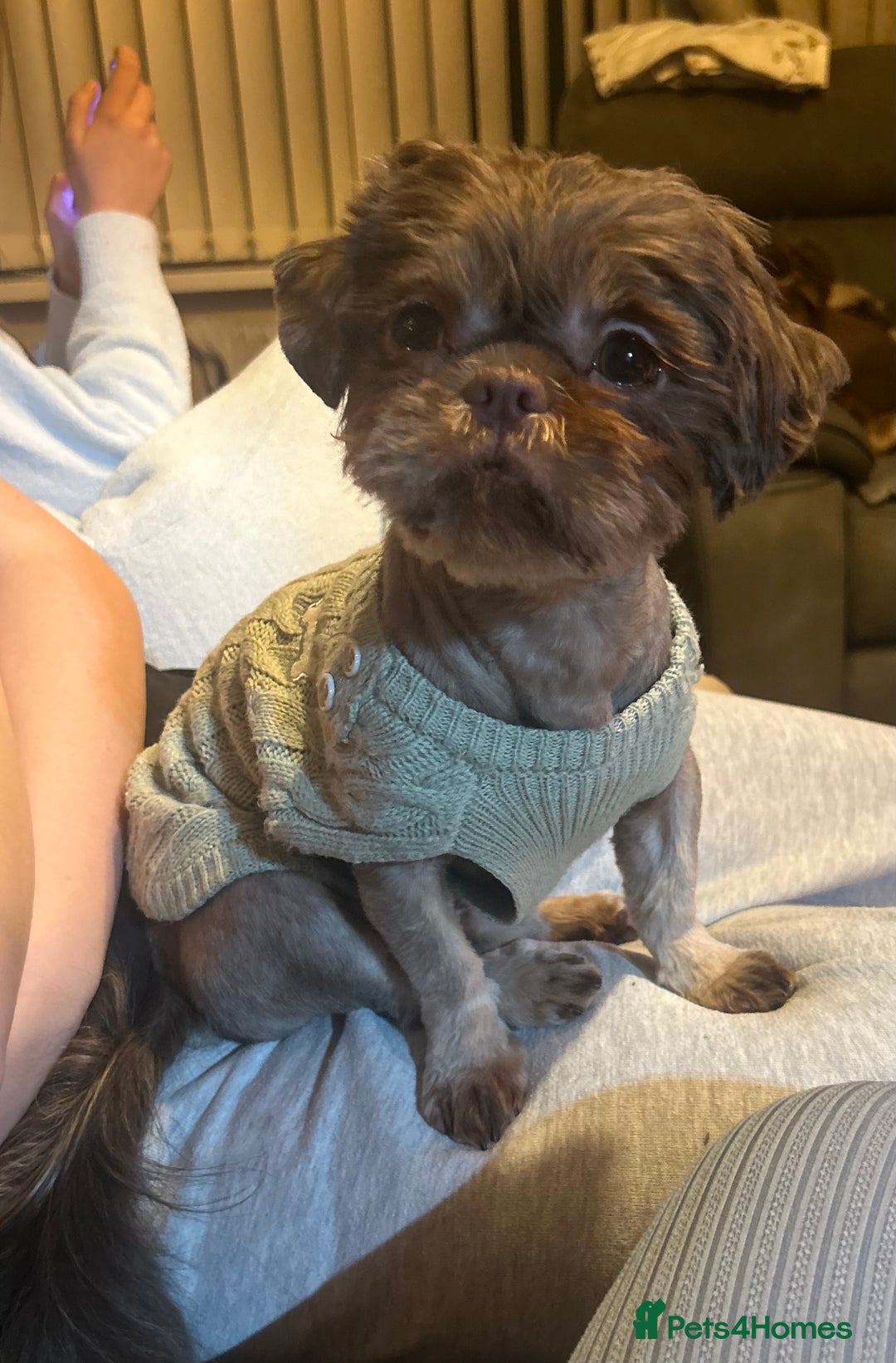 Shih Tzu dogs for sale: 🤎Beautiful chocolate and Tan girl 🤎 - Advert 2