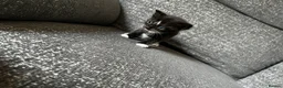 Mixed Breed cats for sale: 3 male kittens for sale  - Advert 14