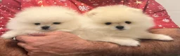 Pomeranian dogs for sale: 2 Beautiful Pomeranian Boys  - Advert 6