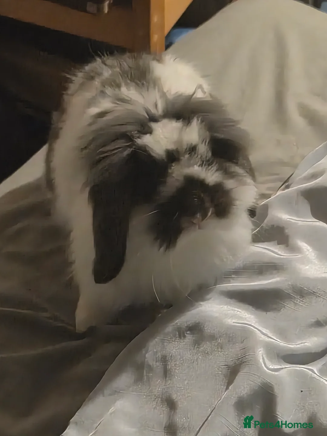 Mixed Breed rabbits for sale: American fuzzy lop in Havant - Advert 2