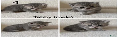 British Shorthair Kitten 4