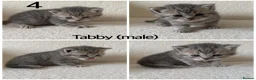British Shorthair cats for sale: British Shorthair kittens  - Advert 3