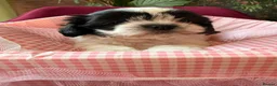 Malshi dogs for sale: Malshi Puppies - Rare Type - Ready Soon - Advert 12