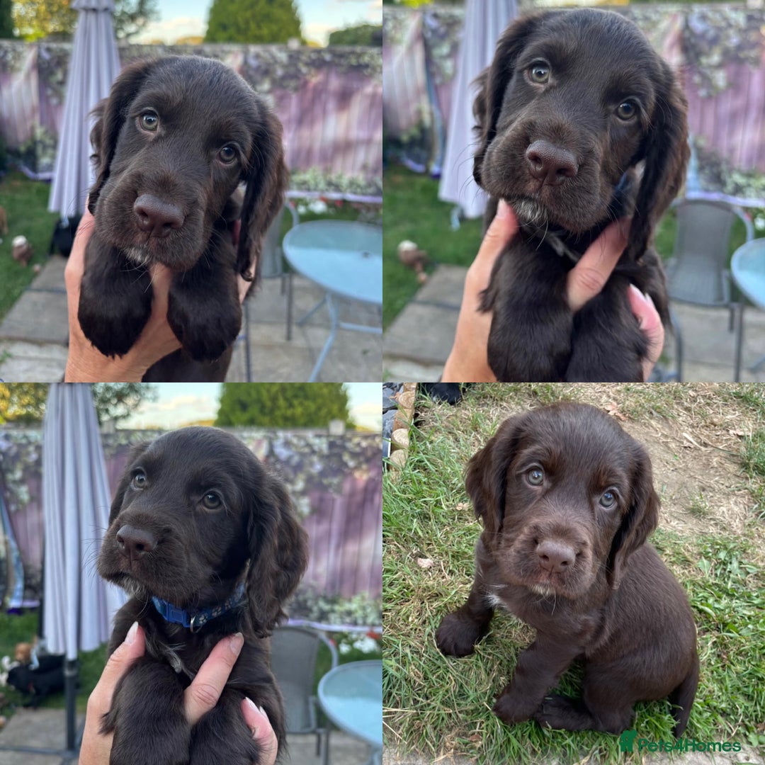 Cocker Spaniel dogs for sale: Working Cocker Spaniel puppies - Image 3