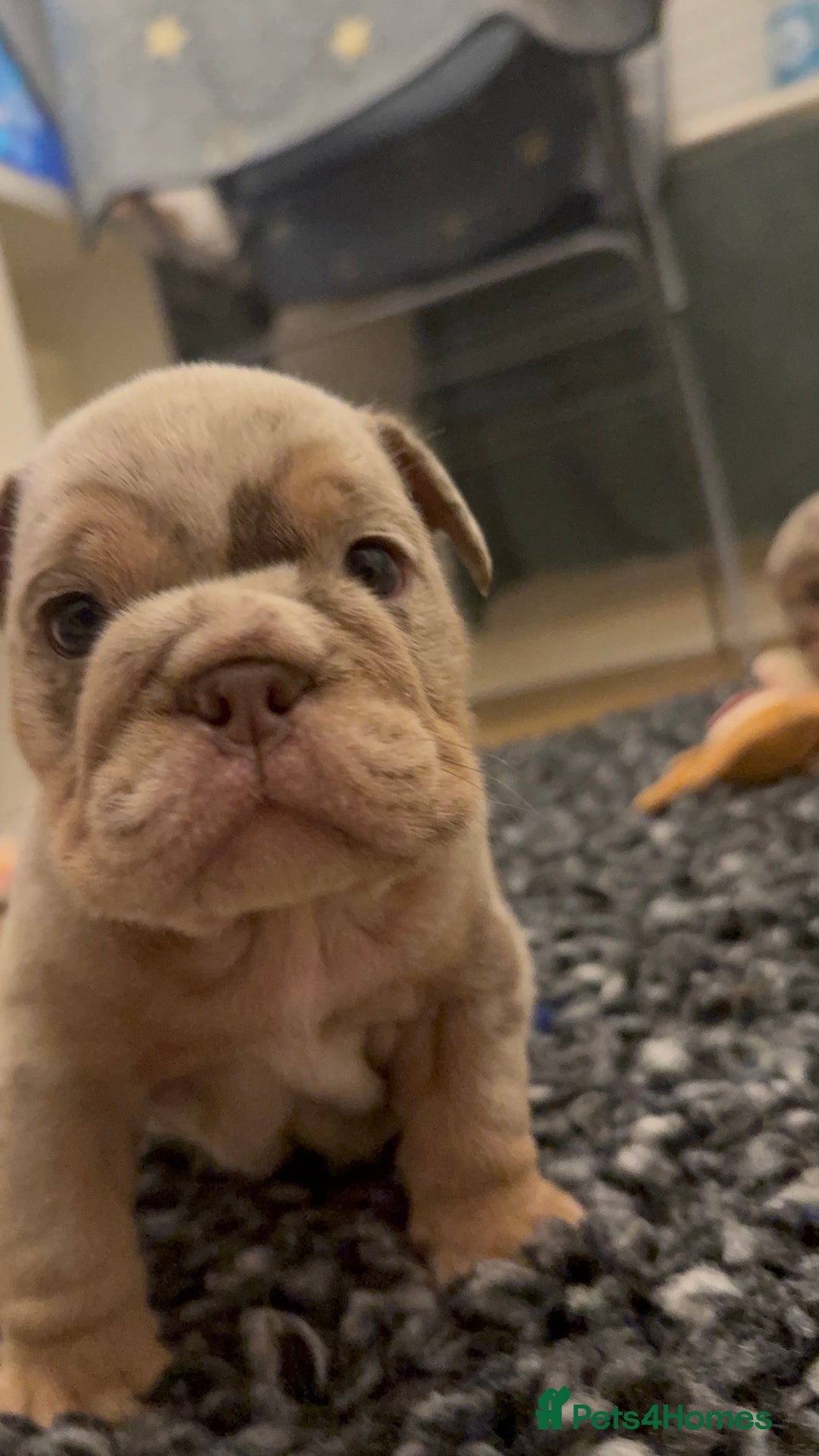 English Bulldog dogs for sale: Lilac Merle female English bulldog puppies  - Advert 16