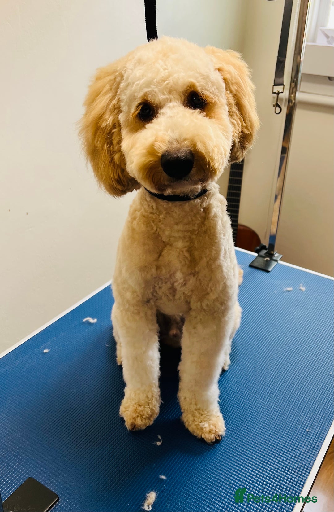 Cockapoo dogs for stud: Chaco - f1b cockapoo for stud - Image 3