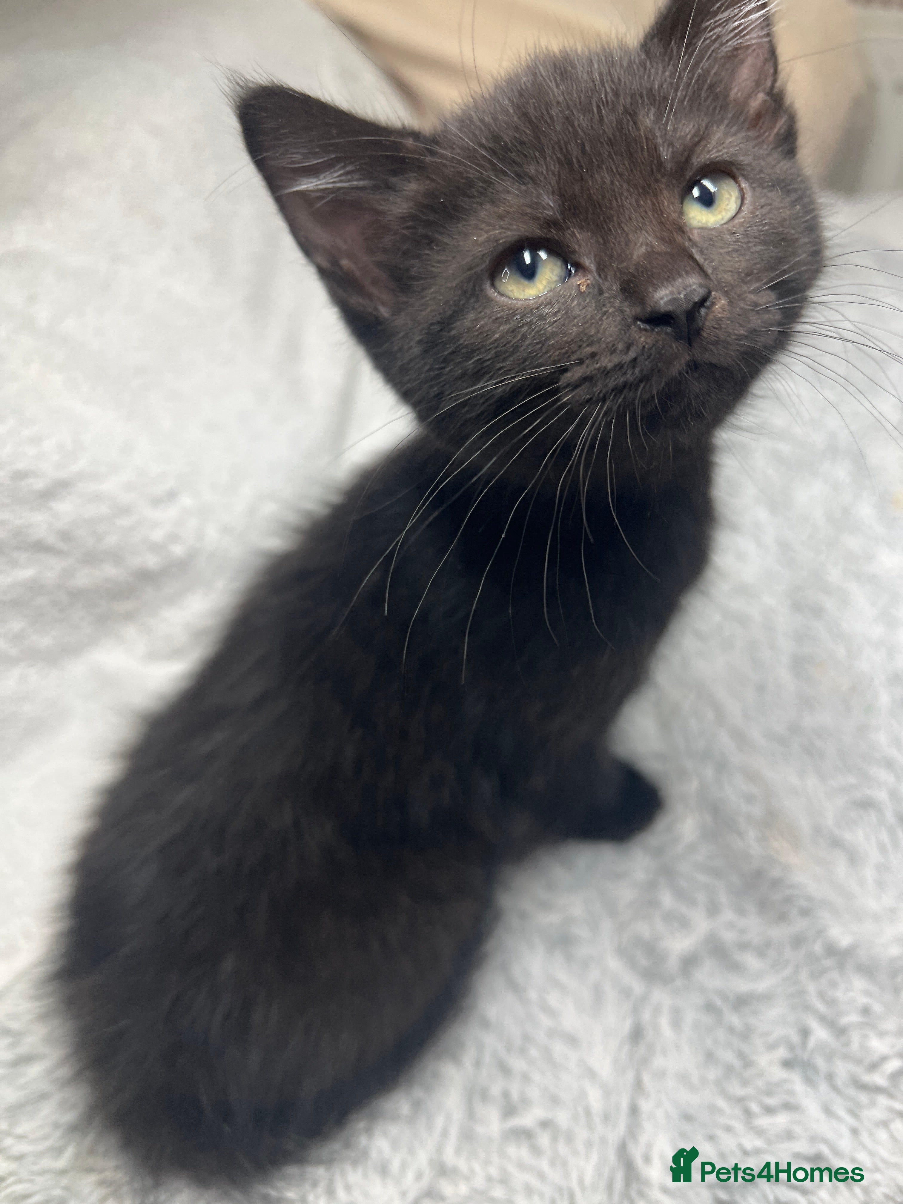 Mixed Breed cats Mixed kittens  - Advert 2