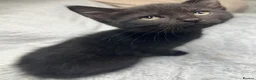 Mixed Breed cats for sale: Mixed kittens  - Advert 6