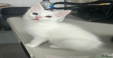 Ragdoll cats - Advert 11