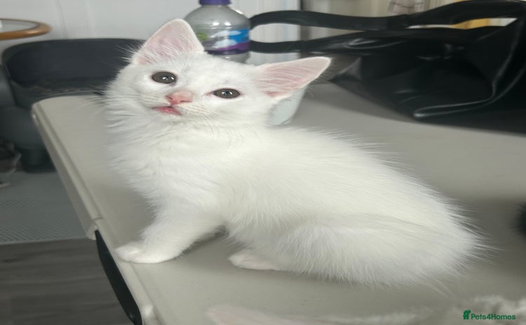 Ragdoll cats - Advert 4