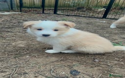 Border Collie dogs for sale: DUE 1st August Border collie Puppies - Image 32