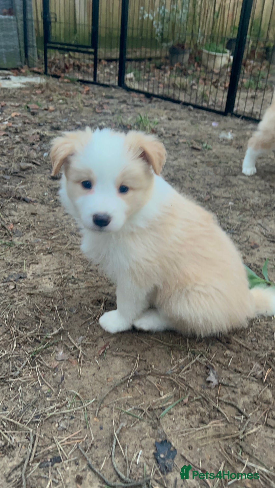 Border Collie dogs for sale: DUE 1st August Border collie Puppies - Image 32