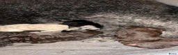 Sheepadoodle dogs for sale: Sheepadoodle puppies  - Advert 13