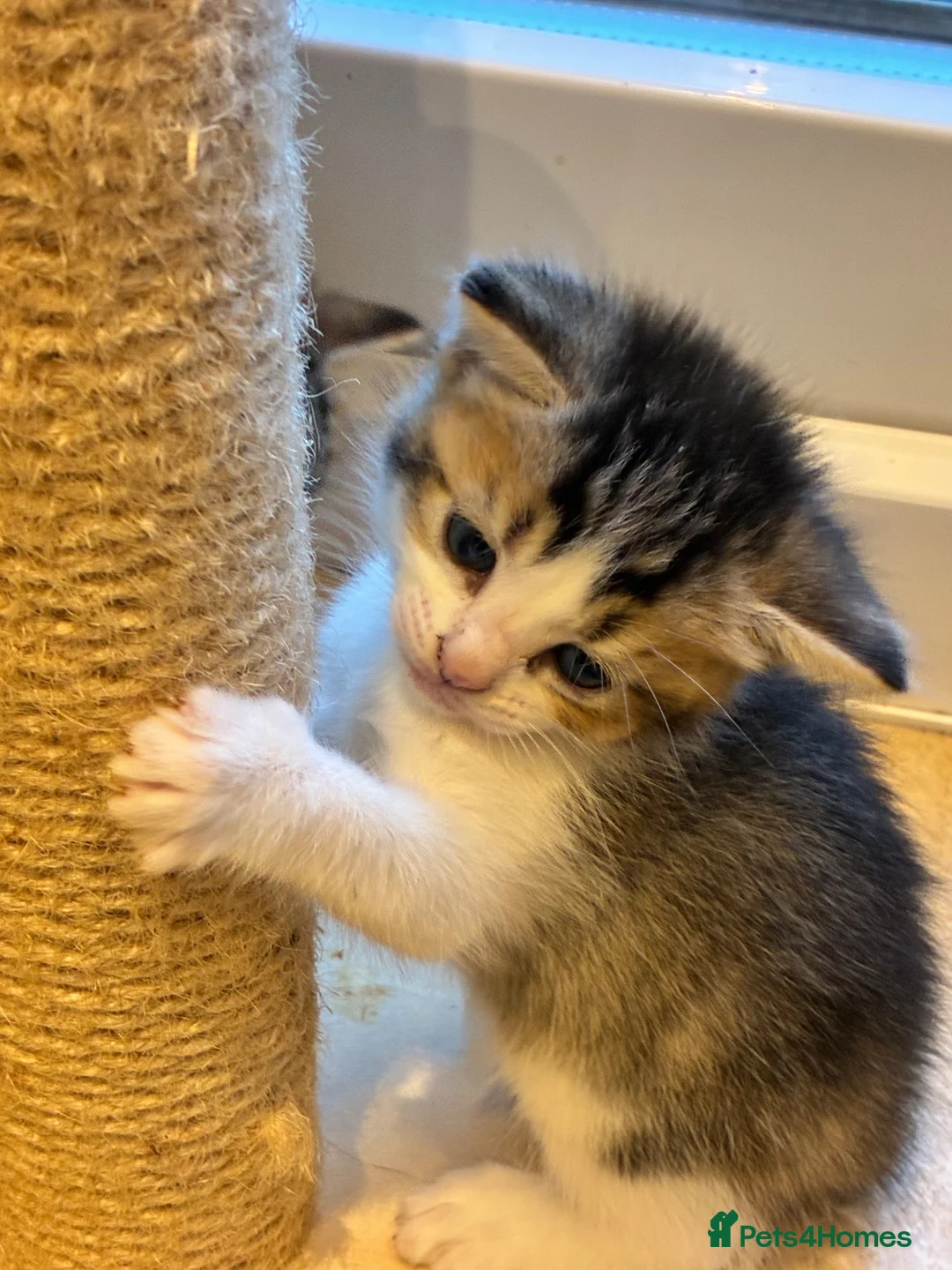 Mixed Breed cats for sale: Kittens for sale - Advert 11